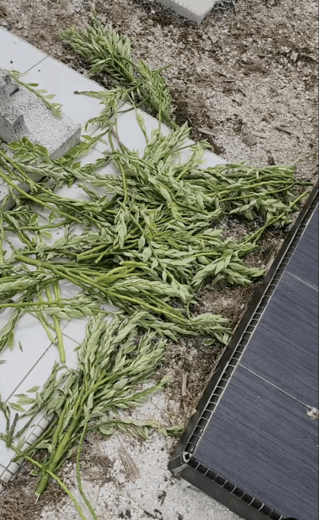 pokok atas kubur